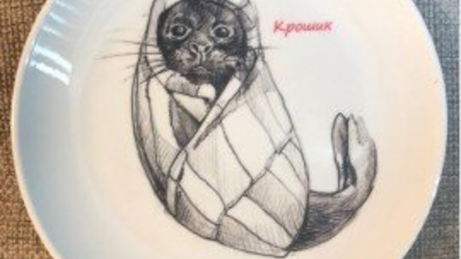 «Фонд друзей балтийской нерпы» выпустил тарелку с Крошиком в полотенчике