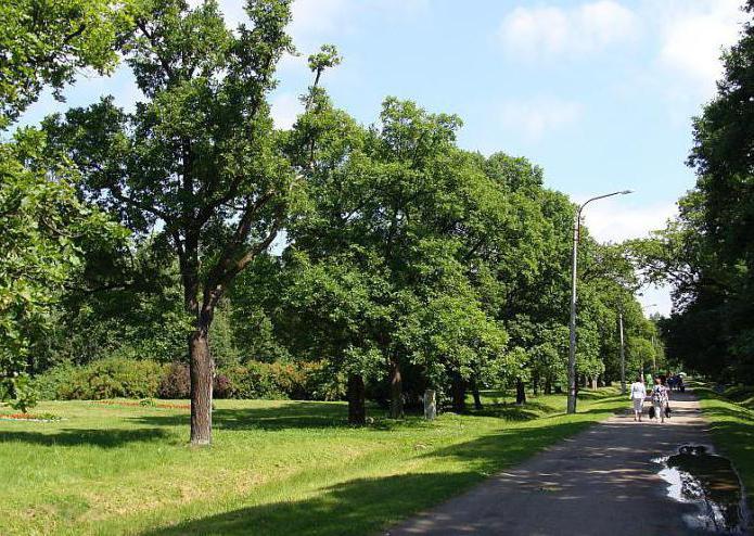 Парк Дубки В Сестрорецке Фото