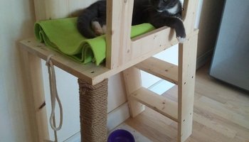 Мастер-класс «Лесенки для кошек из приюта»
