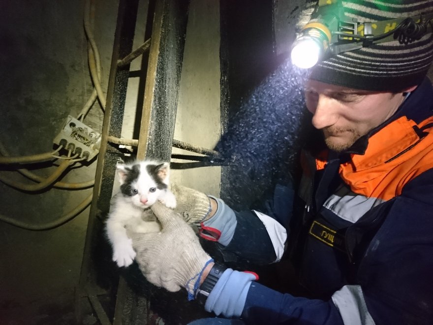 «Кошкиспас»: жизнь спасателей изнутри 