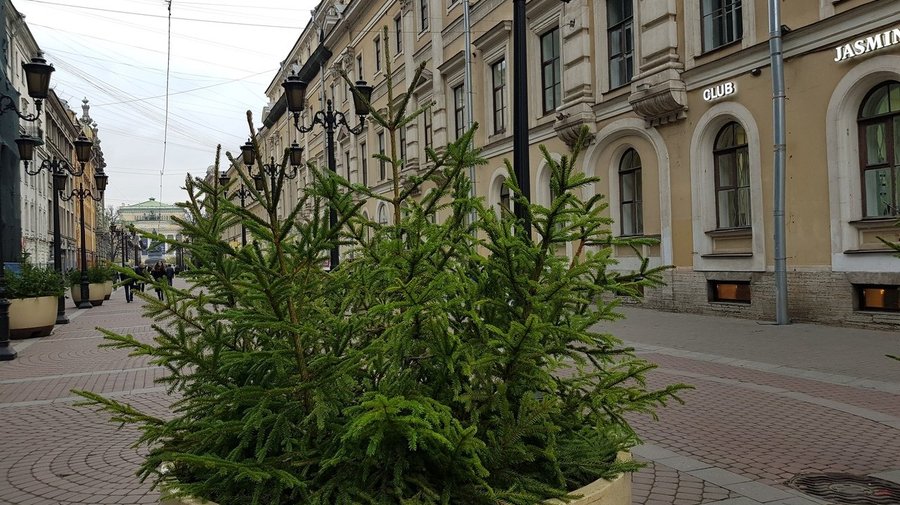 К Новому году Петербург украсят 4 тысячи ёлочек в цветочных горшках