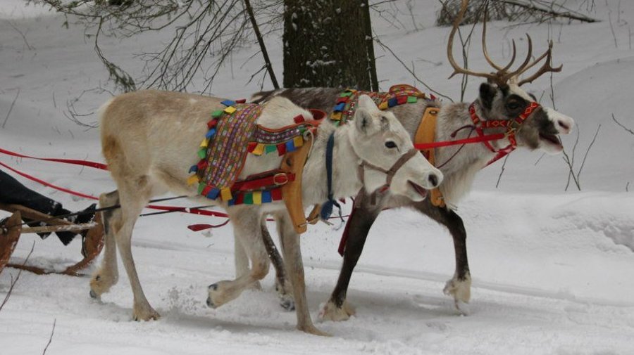 Конный клуб Western Horse
