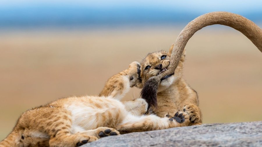 National Geographic выбрал лучшие фото 2018 года
