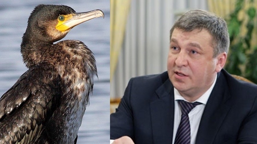 «О, баклан!»: вице-губернатор Албин признался, что соврал петербуржцам про птиц, которые разрушают крышу стадиона на Крестовском