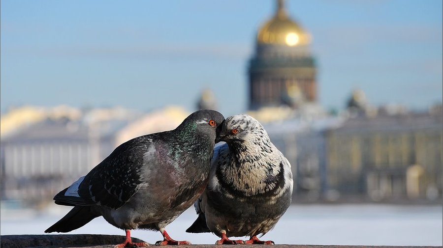 В Петербург приходит весна