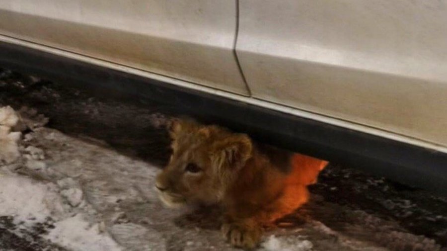 Петербуржцы спасли львёнка, в одиночестве гулявшего по городу