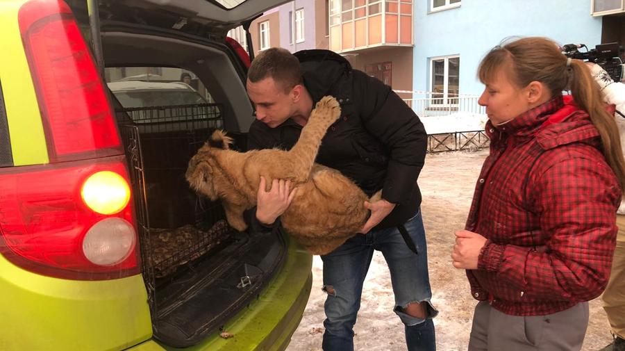 Петербуржцы могут передать угощения для спасённых львиц в Центр помощи диким животным