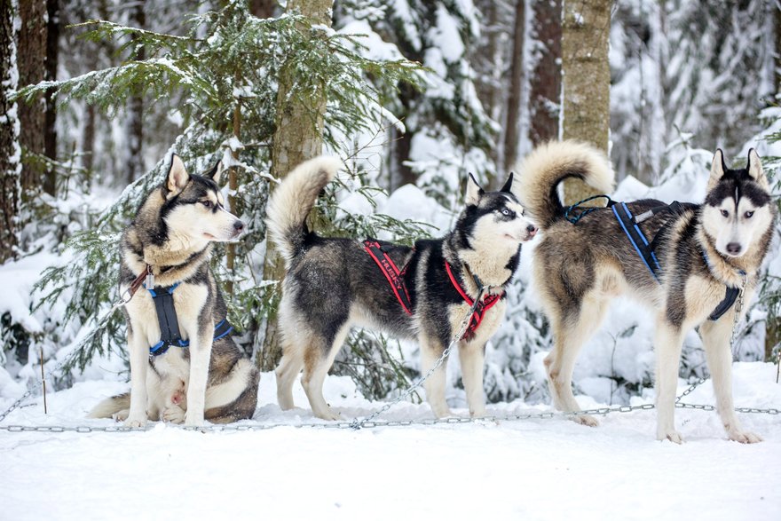 17 зимних развлечений в Петербурге и области: катки, лыжи, хаски, снегоходы 54 Питомник хаски Из Лемболово — дог-треккинг