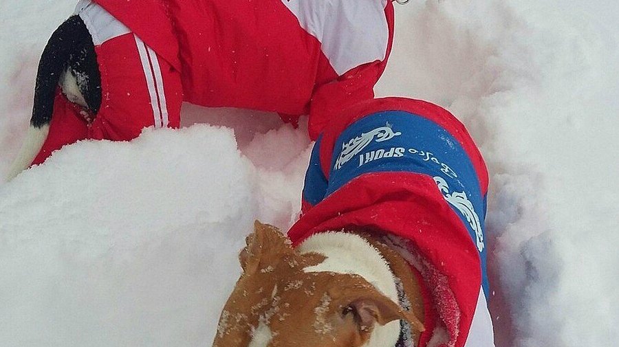 Петербуржцы нашли двух собак, которые потерялись 18 дней назад и всё это время жили в лесу