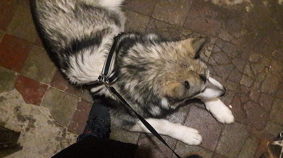 Сотрудники МЧС спасли кошку и собаку из запертой квартиры, затопленной кипятком