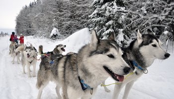 Питомник хаски Silver Trail