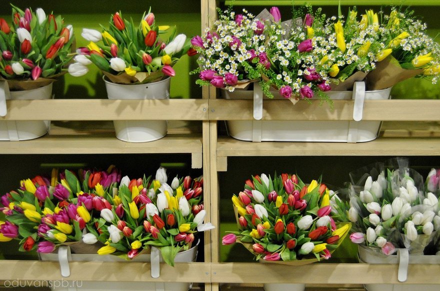 База цветов одинцово. Цветы в магазине. Тюльпаны в цветочном магазине. Одуван магазин цветов Одинцово. Коллекция цветов.