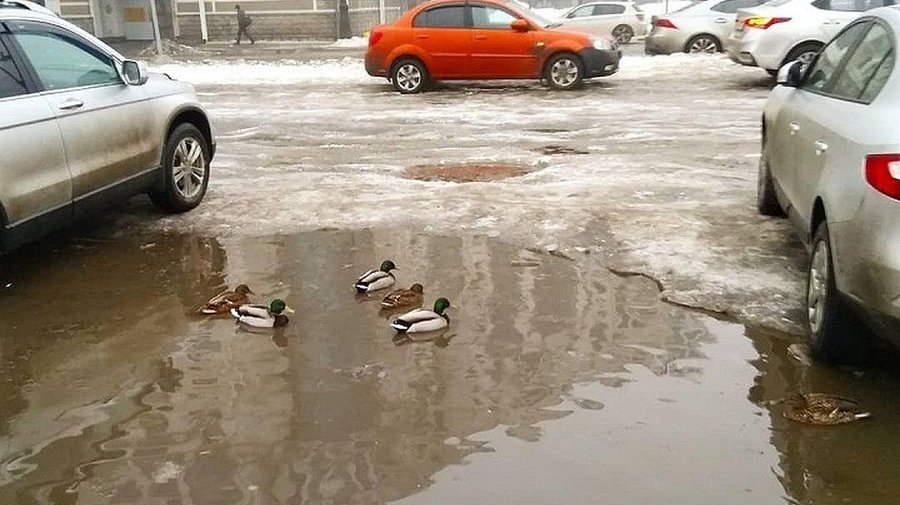В петербургской луже заметили стаю уток