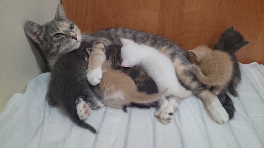 Эрмитажная кошка Муся родила семерых котят на подлодке