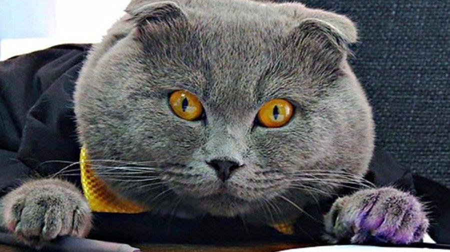 В Ленобласти местные коты борются за звание котомэра