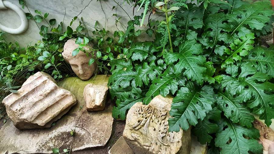 Из Ботанического сада украли гипсовую голову, которая не представляет никакой ценности