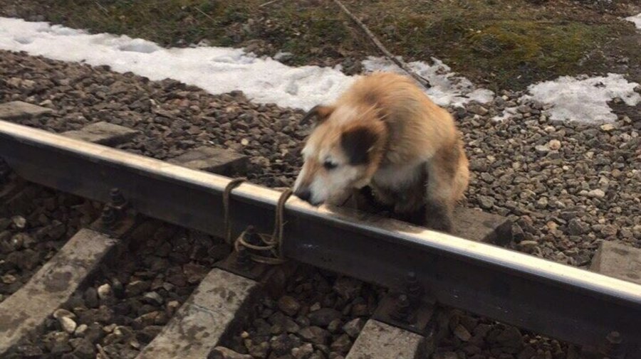 Собака, которую хозяин привязал к рельсам в Ленобласти, нашла новый дом