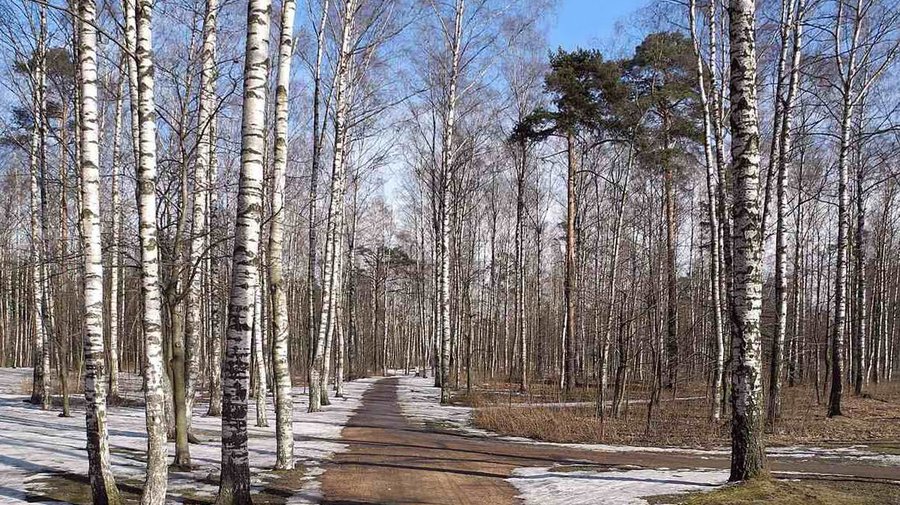 Парк «Сосновка»
