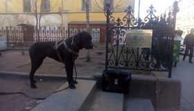 Пенсионер и учитель из Петербурга за свой счёт установили табличку в сквере Сергея Довлатова
