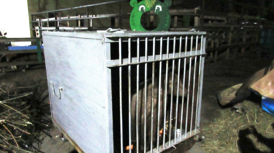 В центр помощи диким животным «Велес» из цирка переехала медведица Матрёшка