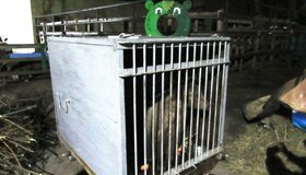 В центр помощи диким животным «Велес» из цирка переехала медведица Матрёшка