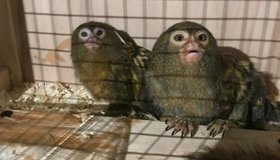 В Ленинградском зоопарке поселились карликовые игрунки