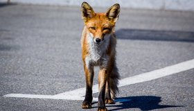 В Пулково уснувшая на посадочной полосе лиса помешала приземлиться самолёту 
