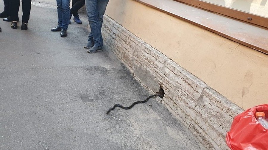 Из подвала дома на Петроградской стороне выползла змея