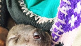 Сотрудница Ленинградского зоопарка вынашивает на груди брошенного мамой кенгурёнка