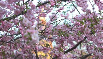 Где посмотреть на цветение сакуры в майском Петербурге