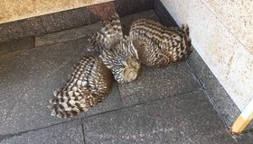 Петербуржец спас от смерти шокированную сову