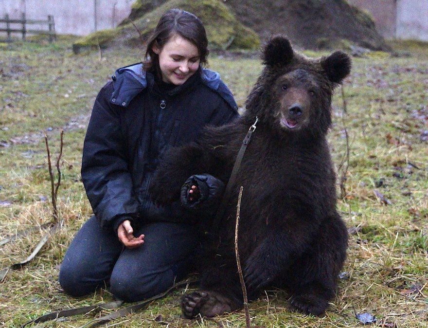 16 петербургских медведей страдают без яблок и груш
