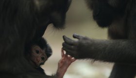 В Ленинградском зоопарке появился на свет детёныш макаки