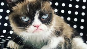 Скончался самый сердитый кот на планете 