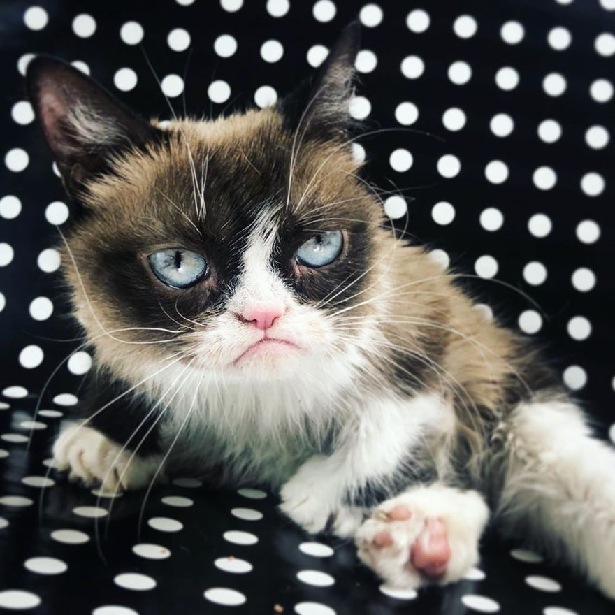 Популярные котики