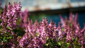 В Ботаническом саду зацвела сирень 