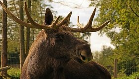 В Петербурге началось нашествие лосей 