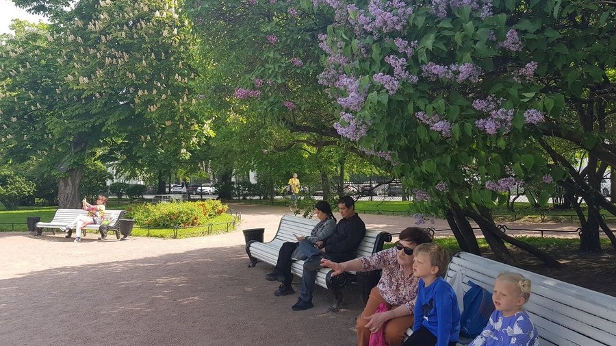 Садовники рассказали, где в Петербурге полюбоваться сиренью
