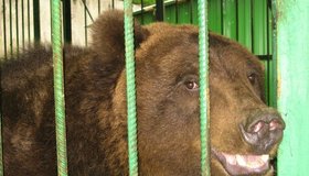 Медведи Носик и Хвостик могут остаться без летних ванн, если им не помогут петербуржцы