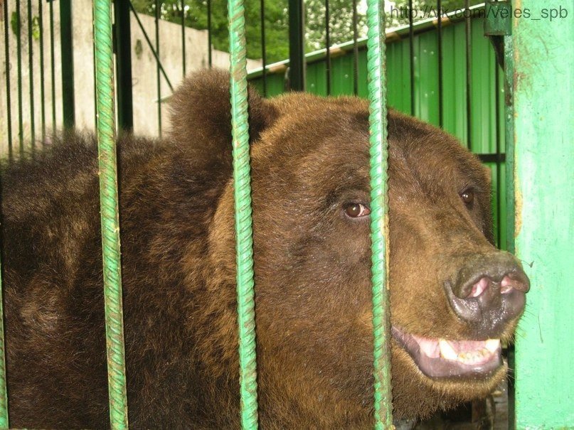 Медведи Носик и Хвостик могут остаться без летних ванн, если им не помогут петербуржцы