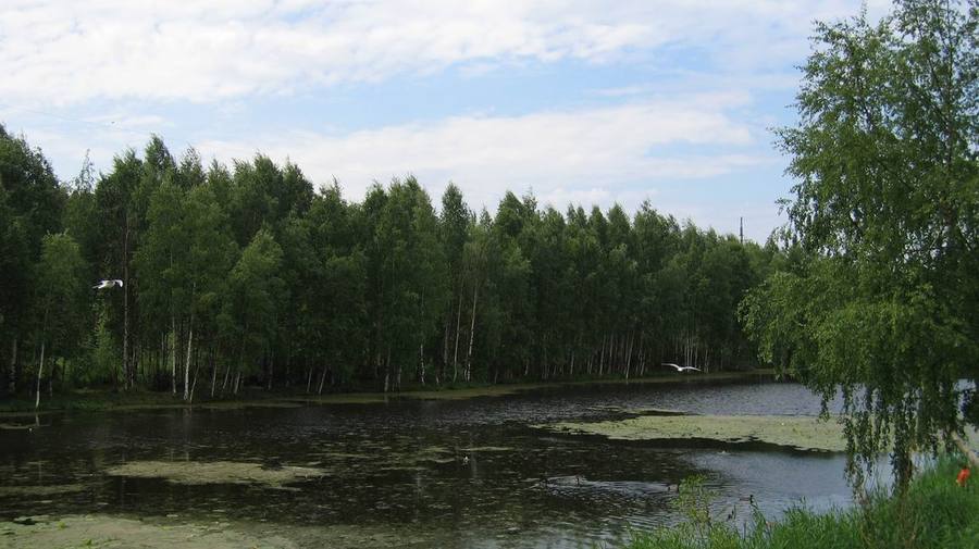 Юнтоловский заказник