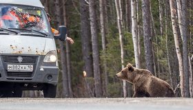 В Карелии водители превратили медведя в опасного попрошайку