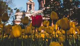 Восемь миллионов цветов высадят на улицах Петербурга 