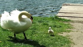 В Гатчине овдовевший лебедь взял на себя воспитание птенца