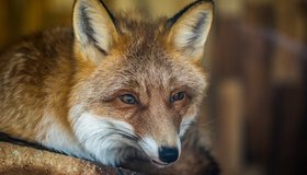На трассе «Скандинавия» лисицу практически приручили сосисками