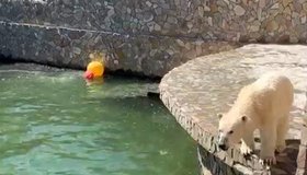 Медведица Хаарчаана из Ленинградского зоопарка открыла купальный сезон 
