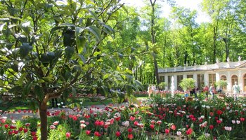 Ботанические экскурсии в Летнем саду