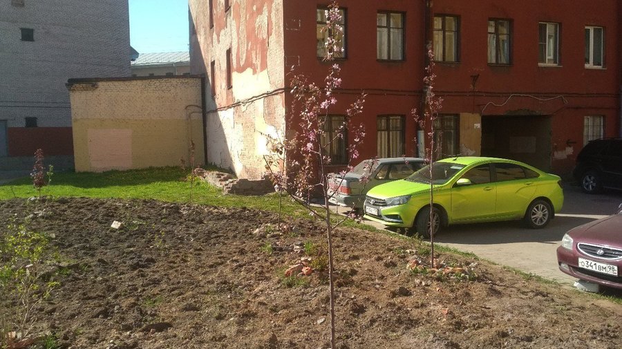 Петербуржцы самостоятельно высадили аллею сакуры на Обводном канале
