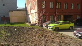 Петербуржцы самостоятельно высадили аллею сакуры на Обводном канале 