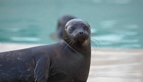 В Петербурге наглую балтийскую нерпу познакомили со скромным серым тюленем